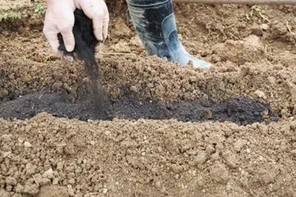 蓝莓施什么肥料合适，生长阶段不同施肥方式也不同