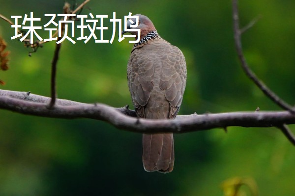 斑鸠是保护动物吗,野生斑鸠属于保护动物