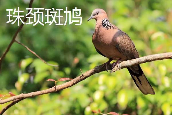 斑鸠是保护动物吗,野生斑鸠属于保护动物