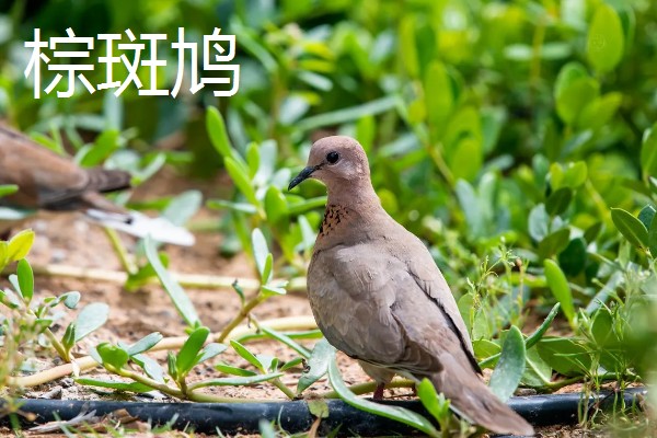 斑鸠是保护动物吗,野生斑鸠属于保护动物