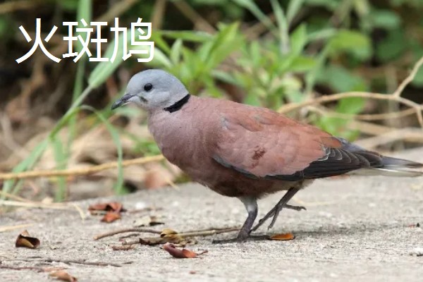 斑鸠是保护动物吗,野生斑鸠属于保护动物