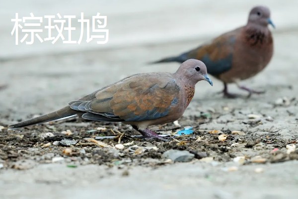 斑鸠是保护动物吗,野生斑鸠属于保护动物