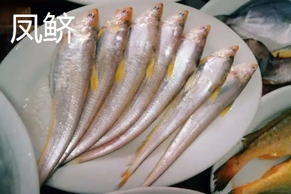 凤鲚是刀鲚吗，二者是不同的鱼类