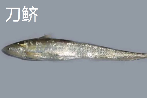 凤鲚是刀鲚吗，二者是不同的鱼类