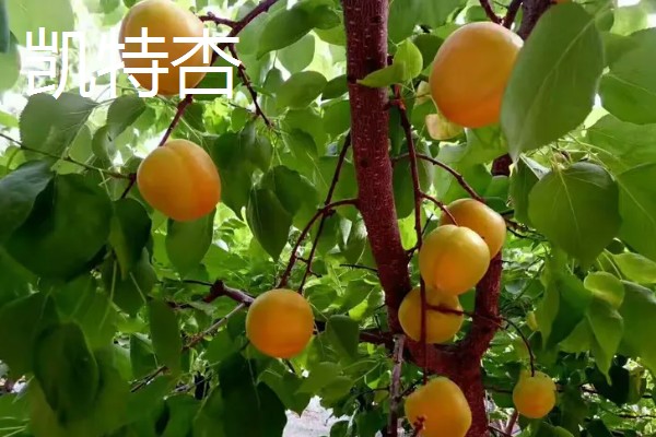 凯特杏和金太阳杏的区别，成熟时间不同