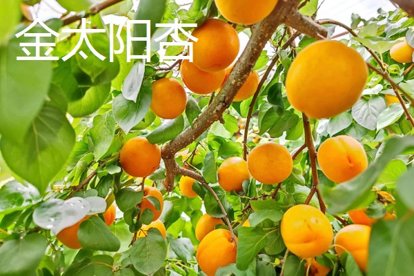 凯特杏和金太阳杏的区别，成熟时间不同