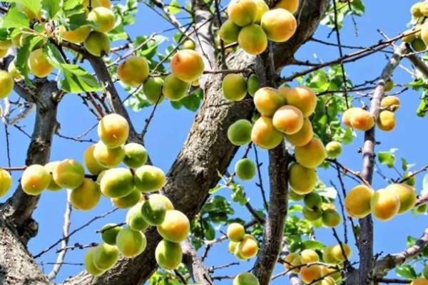 凯特杏和金太阳杏的区别，成熟时间不同