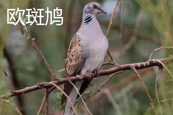 斑鸠是保护动物吗,野生斑鸠属于保护动物