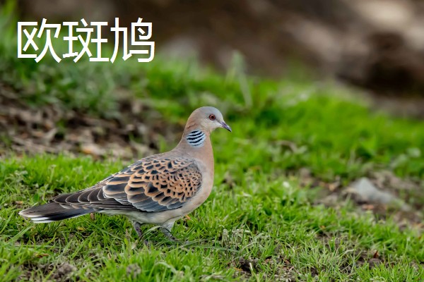 斑鸠是保护动物吗,野生斑鸠属于保护动物