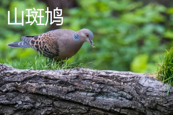 斑鸠是保护动物吗,野生斑鸠属于保护动物