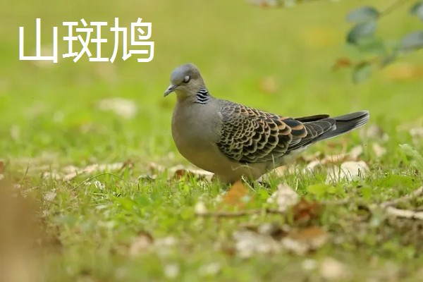 斑鸠是保护动物吗,野生斑鸠属于保护动物