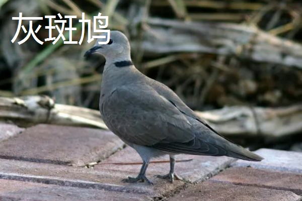 斑鸠是保护动物吗,野生斑鸠属于保护动物