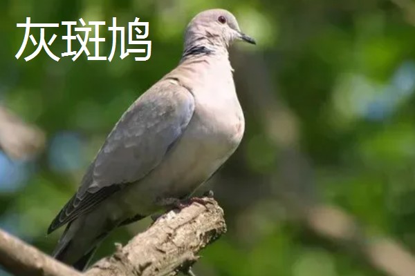 斑鸠是保护动物吗,野生斑鸠属于保护动物