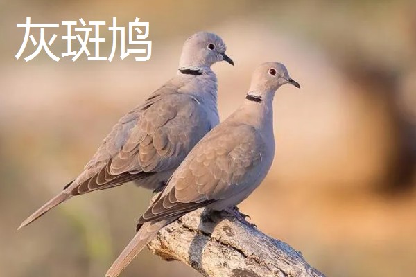 斑鸠是保护动物吗,野生斑鸠属于保护动物