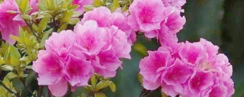 杜鹃茶花如何养殖，要控制好浇水量