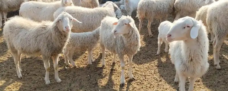 羊能吃玉米粒吗,羊可以吃玉米粒