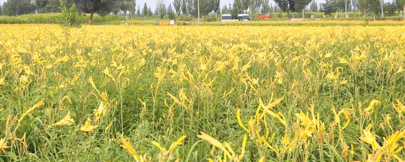 黄花菜苗什么时候栽培，最佳的生长温度在15-20℃