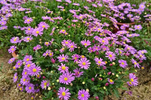 姬小菊能不能过冬，能过冬但不能长期放在低温环境下