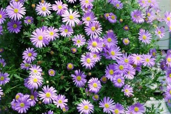 姬小菊能不能过冬，能过冬但不能长期放在低温环境下