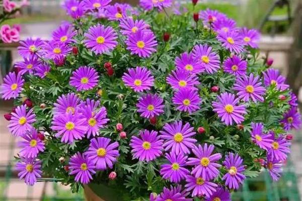 姬小菊能不能过冬，能过冬但不能长期放在低温环境下