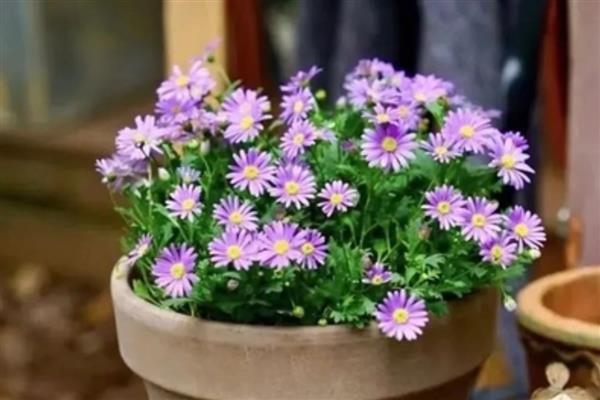 姬小菊能不能过冬，能过冬但不能长期放在低温环境下