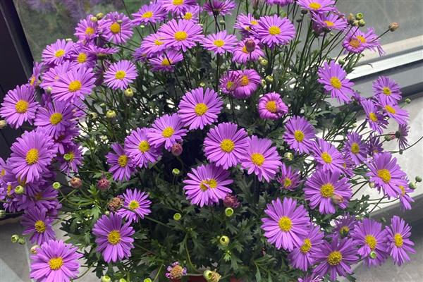 姬小菊能不能过冬，能过冬但不能长期放在低温环境下