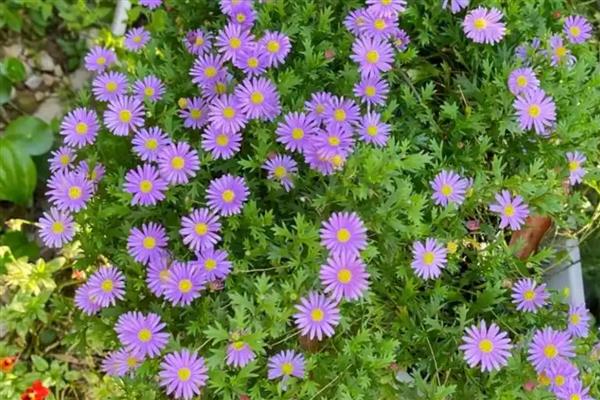 姬小菊能不能过冬，能过冬但不能长期放在低温环境下