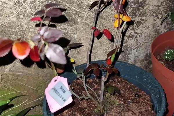 藤彩虹的养殖方法，适宜生长在疏松肥沃的土壤中