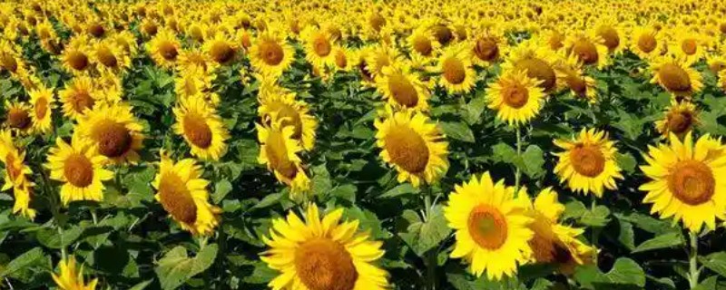 16朵向日葵代表的意思,寓意深切的爱意、幸福无边等