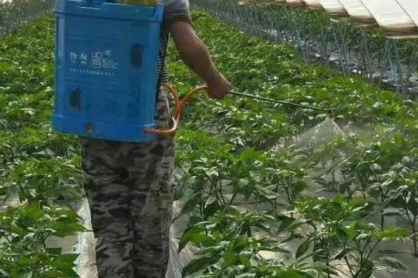 辣椒肥害如何补救，可以向叶面喷施芸苔素内酯