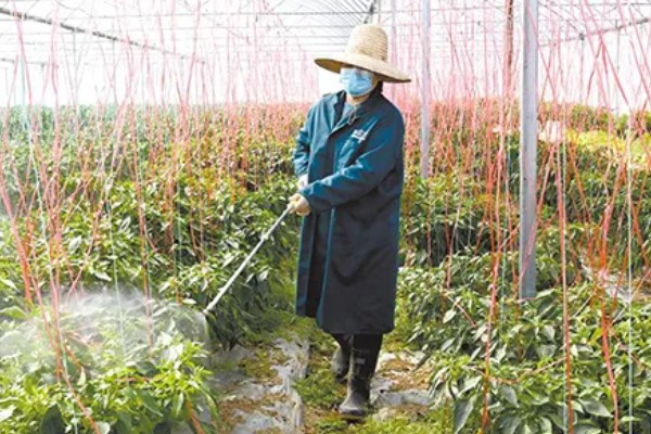 辣椒肥害如何补救，可以向叶面喷施芸苔素内酯
