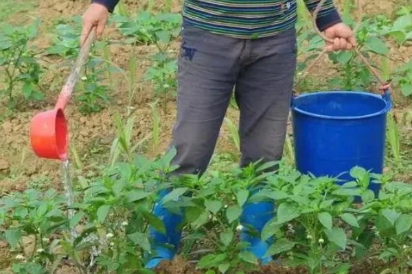 辣椒肥害如何补救，可以向叶面喷施芸苔素内酯