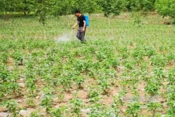 辣椒肥害如何补救，可以向叶面喷施芸苔素内酯