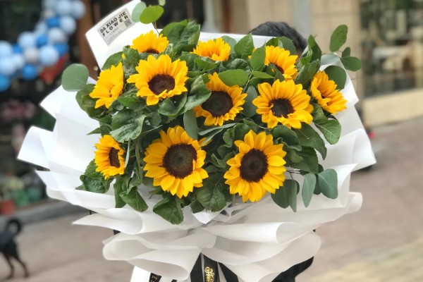16朵向日葵代表的意思,寓意深切的爱意、幸福无边等