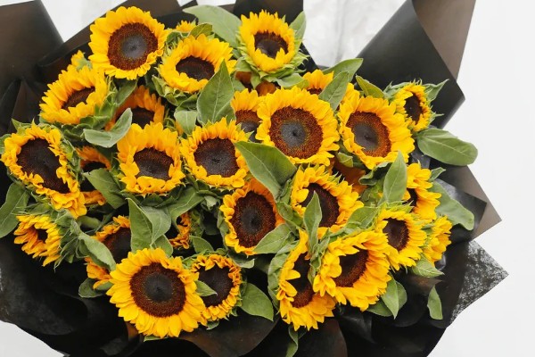 16朵向日葵代表的意思,寓意深切的爱意、幸福无边等