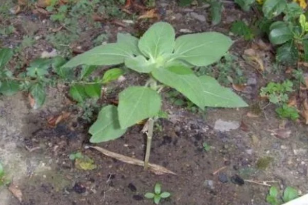 16朵向日葵代表的意思,寓意深切的爱意、幸福无边等