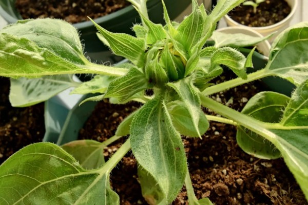 16朵向日葵代表的意思,寓意深切的爱意、幸福无边等