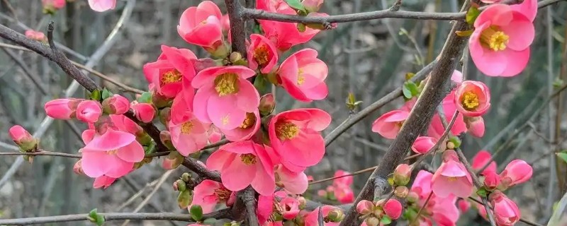 贴梗海棠落叶的原因及解决方法，可能是土壤不适所致