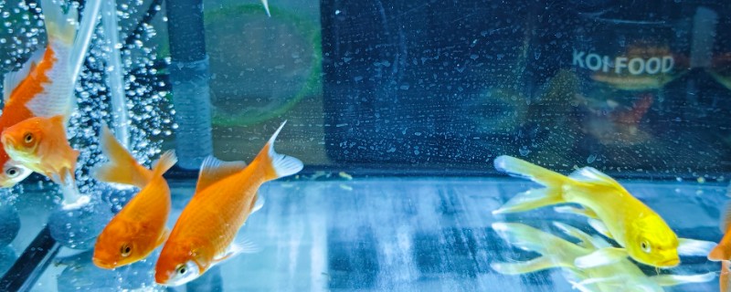 为什么鱼缸里的水浑浊，说明平时换水不勤