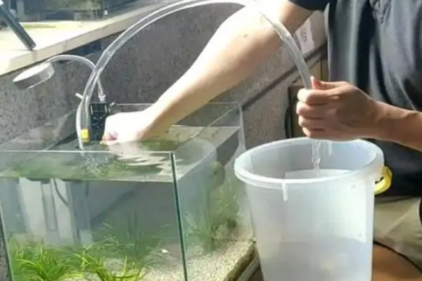 为什么鱼缸里的水浑浊，说明平时换水不勤