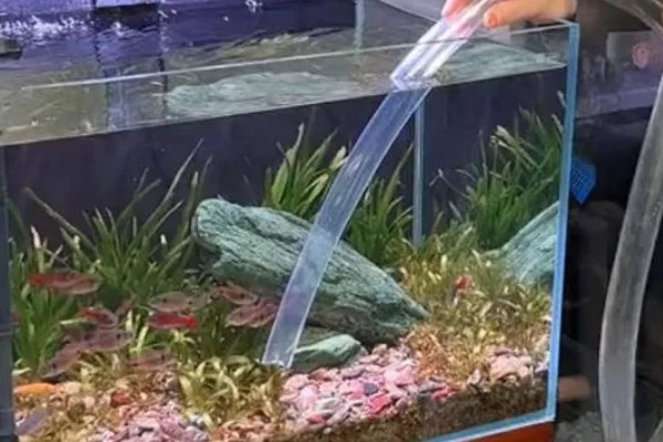 为什么鱼缸里的水浑浊，说明平时换水不勤
