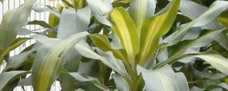 也门铁能水培吗，可以用水培的方式养殖