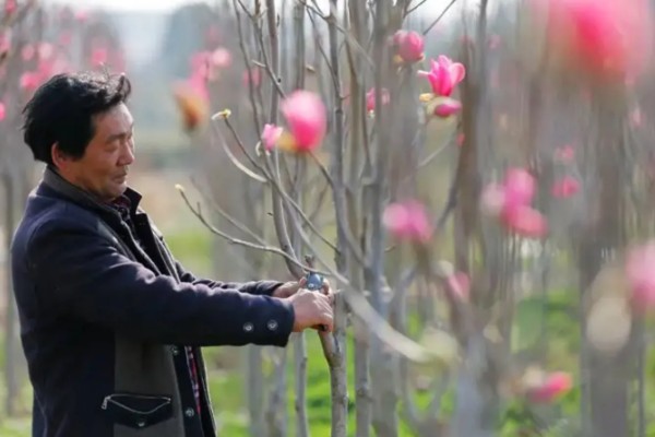 玉兰树的养殖方法，在春季或秋季时进行修剪