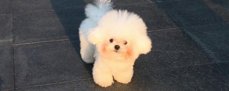犬痿症的症状，会表现为起立不便