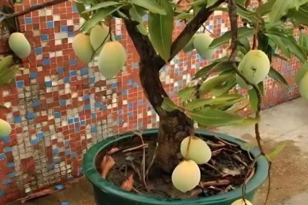 芒果盆栽如何过冬，首先就要控制好环境温度