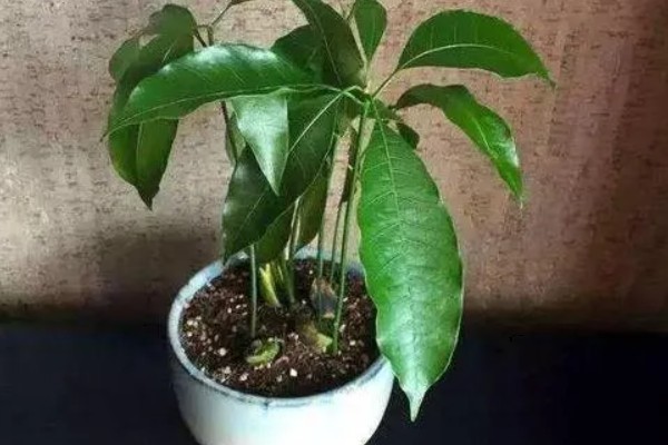 芒果盆栽如何过冬，首先就要控制好环境温度