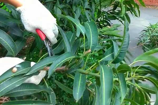 芒果盆栽如何过冬，首先就要控制好环境温度