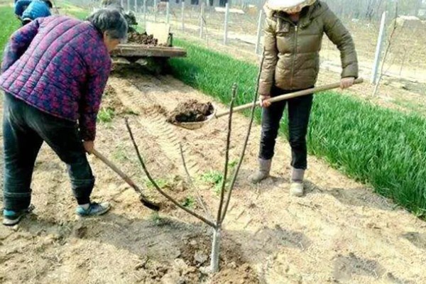 玉兰树的养殖方法，在春季或秋季时进行修剪