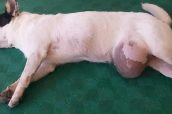 犬痿症的症状，会表现为起立不便