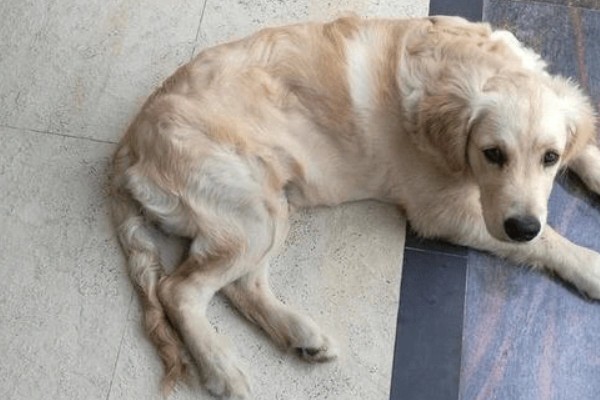 犬痿症的症状，会表现为起立不便